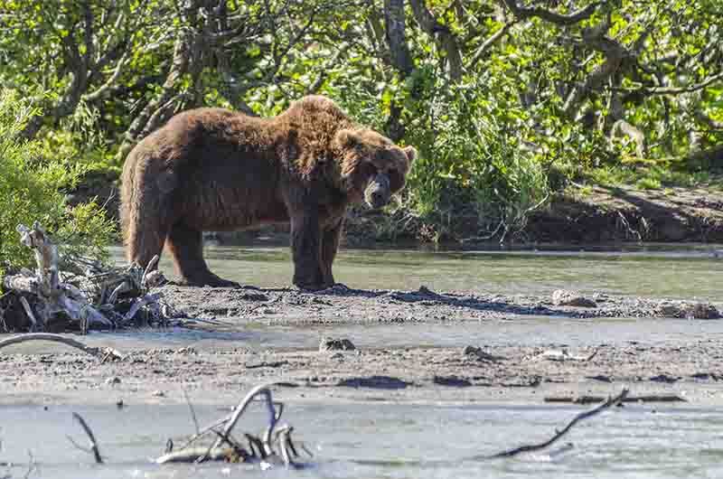 Oso Pardo - Kamchatka - Rusia 33.jpg